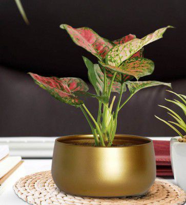 Gold Metal Zoe Desk Planter