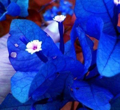 HEALTHYAURA Live Flowering Plant Bougainvillea Creepers The Vibrant Small Compact/Bushy Shrub Plants For Home Garden Plant(1 Healthy Live Plant) (BOUGAINVILLEA BLUE)