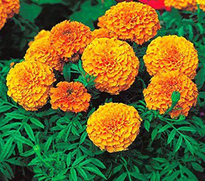 Hudgle Marigold Multi Color Flower Seeds For Home Gardening (50 seeds Pack)