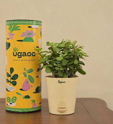 Jade Mini Natural Plant In White Self-Watering Plastic Pot