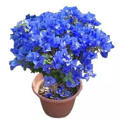 SEEDTREES Bougainvillea Blue Color Flower Plant Live